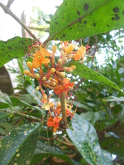 Saraca indica