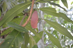 Saraca indica
