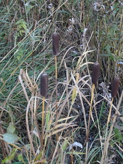 Typha incana