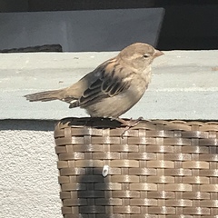 Passer domesticus