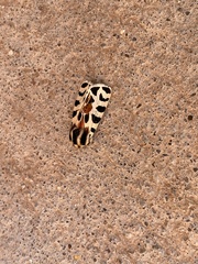 Apantesis incorrupta