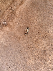 Apantesis incorrupta