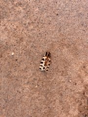 Apantesis incorrupta