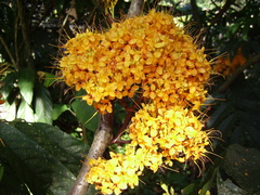 Saraca thaipingensis
