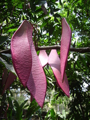 Saraca thaipingensis