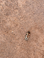 Apantesis incorrupta