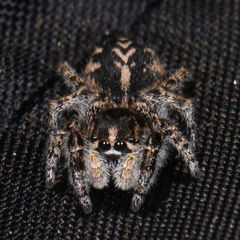 Pellenes peninsularis