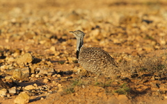 Chlamydotis undulata