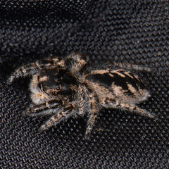 Pellenes peninsularis