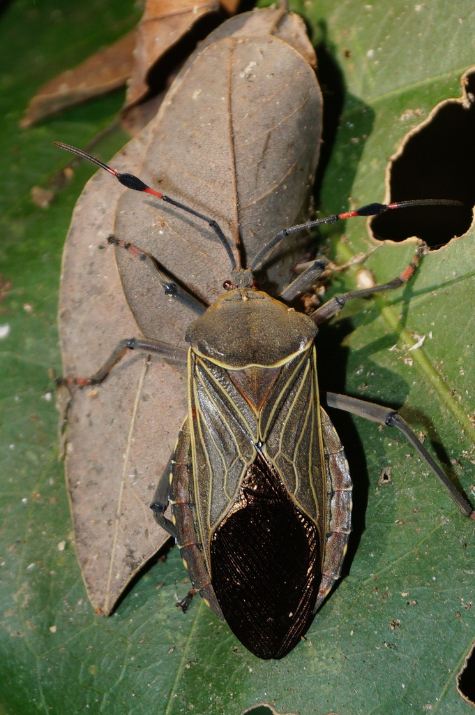 Pachylis