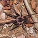Acanthoscurria simoensi - Photo (c) Gustavo, some rights reserved (CC BY-NC), uploaded by Gustavo