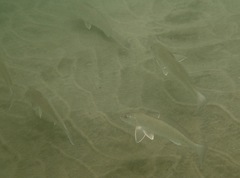 Menticirrhus undulatus