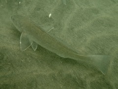 Menticirrhus undulatus
