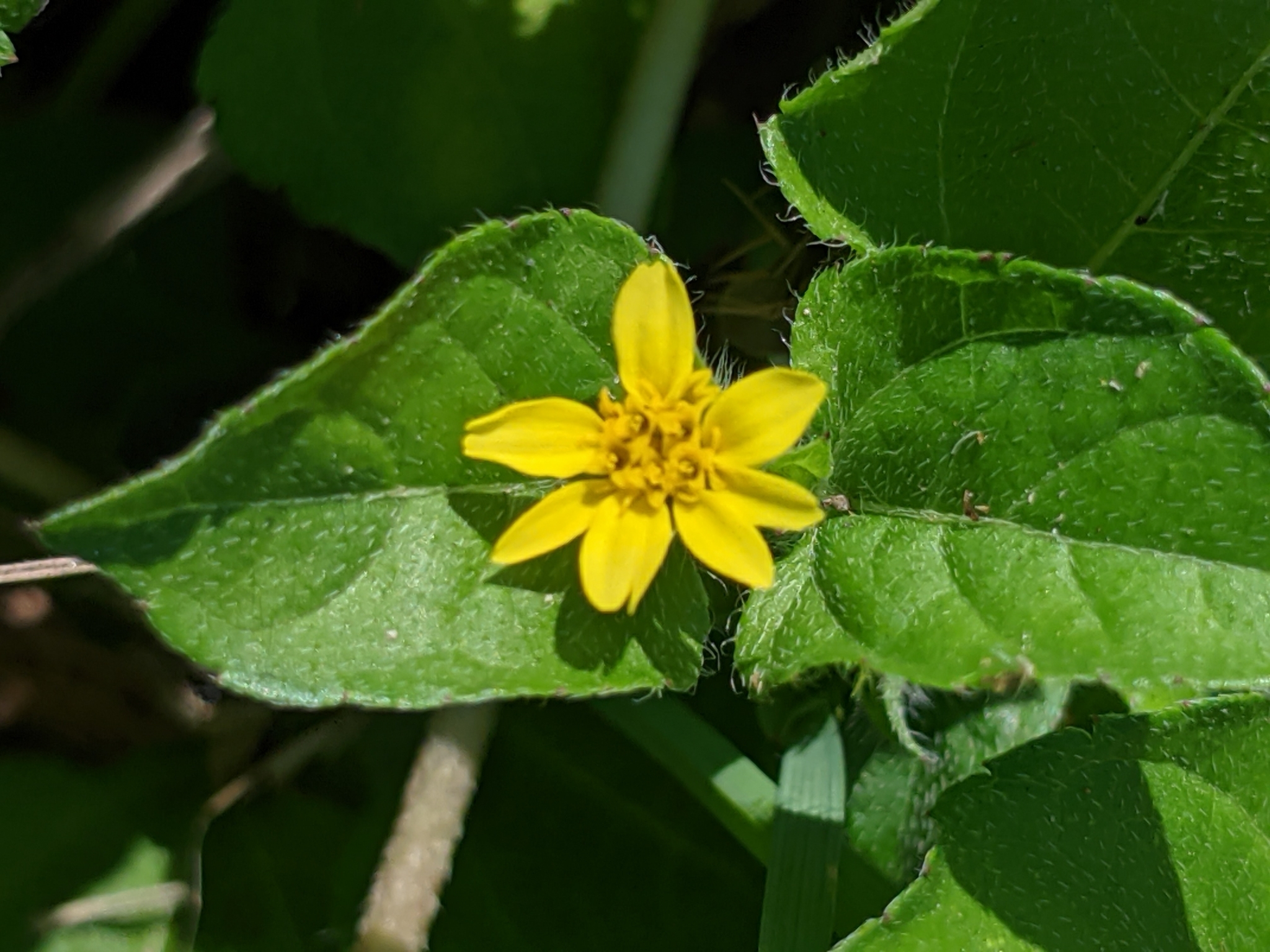 Calyptocarpus