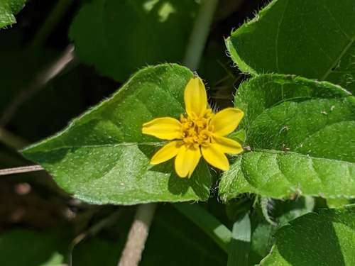 Calyptocarpus vialis