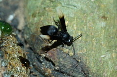 Parachartergus apicalis