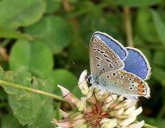 Polyommatus icarus