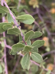 Diospyros intricata