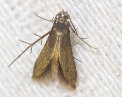 Schreckensteinia erythriella