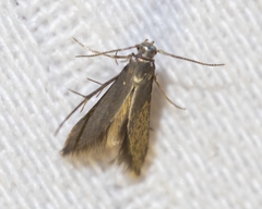 Schreckensteinia erythriella