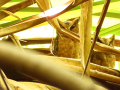 Otus lempiji