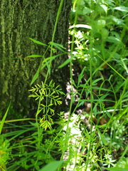 Perideridia americana