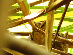 Otus lempiji