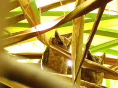 Otus lempiji