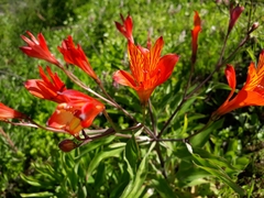Alstroemeria ligtu simsii