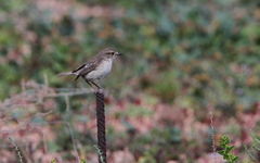 Saxicola dacotiae