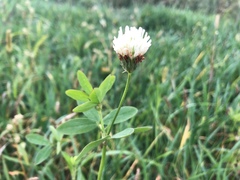 Trifolium alexandrinum