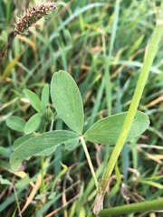 Trifolium alexandrinum