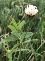 Trifolium alexandrinum