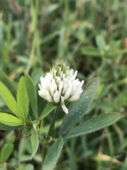 Trifolium alexandrinum