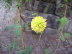 Vachellia seyal
