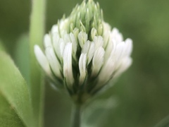 Trifolium alexandrinum