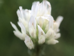 Trifolium alexandrinum