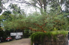 Vachellia seyal