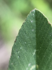 Trifolium alexandrinum