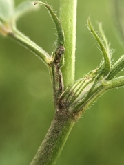 Trifolium alexandrinum