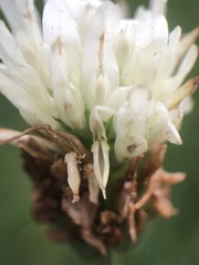 Trifolium alexandrinum