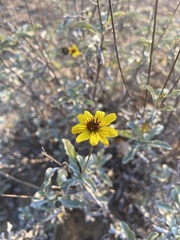 Helianthus niveus