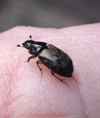 Nimbus contaminatus