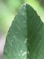 Trifolium alexandrinum