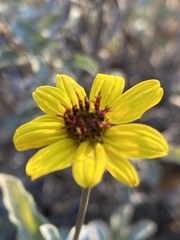 Helianthus niveus