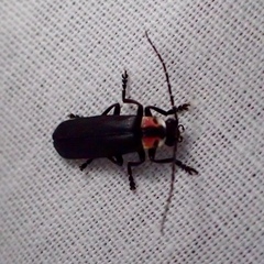 Discodon bipunctatum