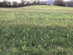 Trifolium alexandrinum