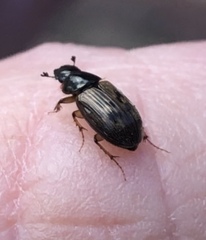 Nimbus contaminatus