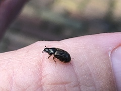 Nimbus contaminatus