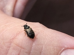 Nimbus contaminatus